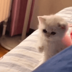 ONE PUNCH CAT Price Prediction