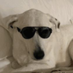 gringo मूल्य का पूर्वानुमान