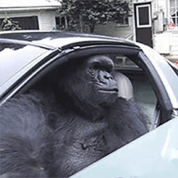 Gorilla In A Coupe मूल्य का पूर्वानुमान