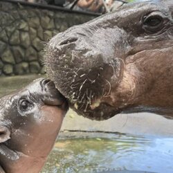 Jonah मूल्य का पूर्वानुमान