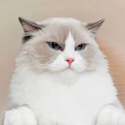 No1 tiktok cat मूल्य का पूर्वानुमान