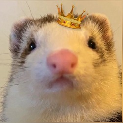 Floofnoodles मूल्य का पूर्वानुमान