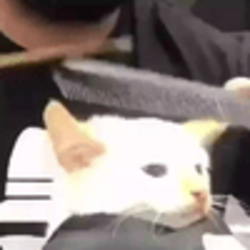 Cat getting fade मूल्य का पूर्वानुमान