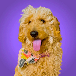 First AI Owned Dog Price Prediction