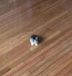 Smol Cat Price Prediction