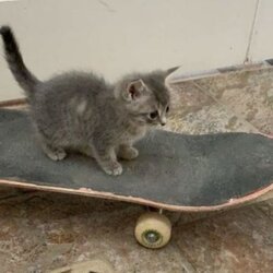 SkateCat लोगो