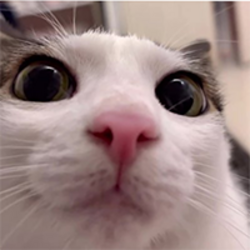 Plink Cat Price Prediction