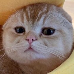 TAOCat by Virtuals मूल्य का पूर्वानुमान