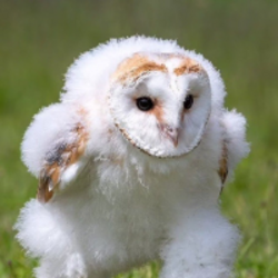 Running Barn Owl Logo