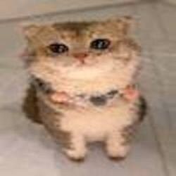 ChatGPT Cat मूल्य का पूर्वानुमान