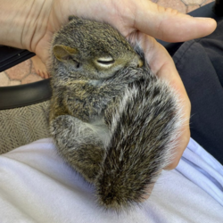 Blueberry The Squirrel