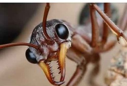 ANT COLONY Price Prediction