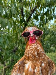 Gallo the Hen लोगो