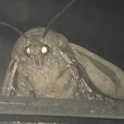 Moth Price Prediction