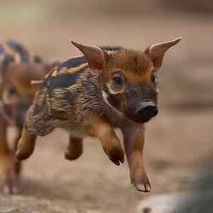 HOGDOG/RWF: HOGDOG (HOGDOG) से Rwandan Franc (RWF) <br />कनवर्टर और कैलकुलेटर