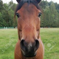 horsetwting मूल्य का पूर्वानुमान