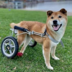 Wheelchair Pup Logosu