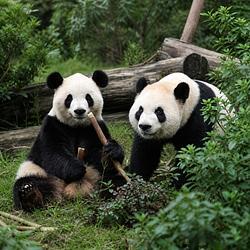 Ping Ping and Fu Shuang Logosu