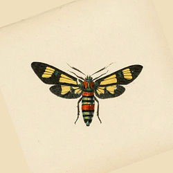BrimFable Logosu