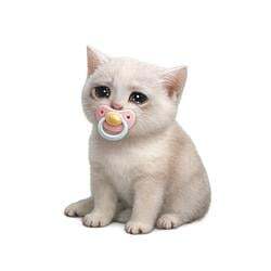 Baby Cash Cat