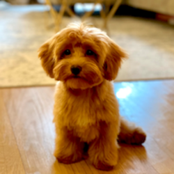 Pooch लोगो