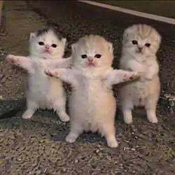 Dancing Kittens Logosu