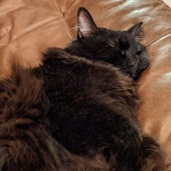 Stella Cat Logosu