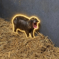 The Pygmy Hippo Logo