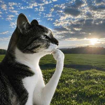 Thinking Cat Qiymət Proqnozu