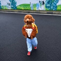 dogwifpants Price Prediction