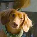 Roscoe Dog लोगो