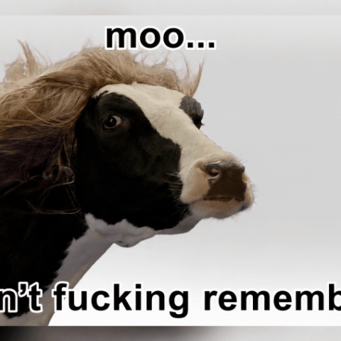 Memory cow Moo लोगो