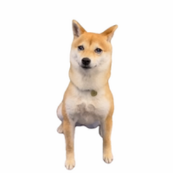 Money Dog