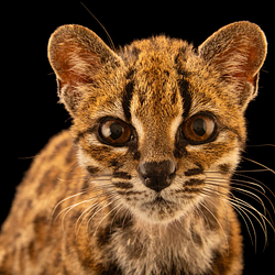 Leopardus Tilcayo Price Prediction