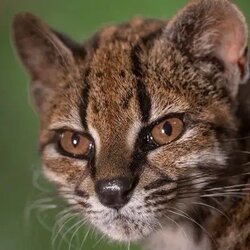 Leopardus tilcayo