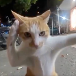 Fighting Cat Logosu