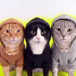 Hood Cats Price Prediction