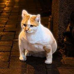 Gigacat (GIGACAT) Tokenomics
