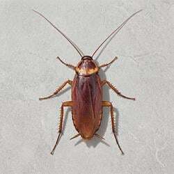 cockroach Logo